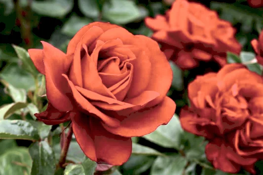 Love Blooms: Buderim Floral Art's Guide to Crafting the Perfect Valentine's Day Bouquet