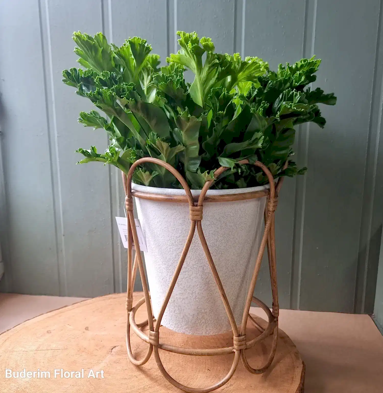 Indoor Plants