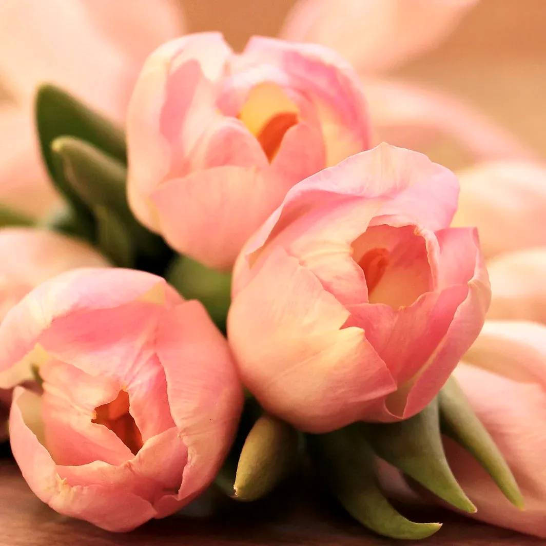 Contains Tulips