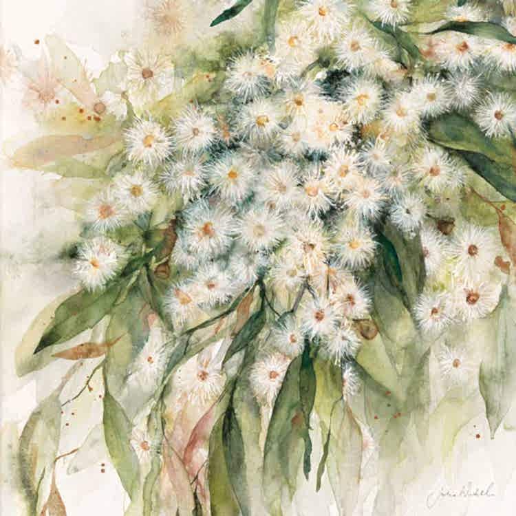 'Splendour flowering gum' - Greeting card