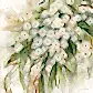 'Splendour flowering gum' - Greeting card