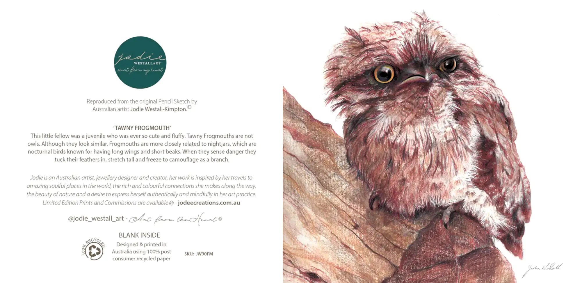 Tawny Frogmouth - Greeting Card