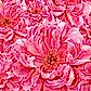 Peony Party - Floral Watercolour Painted Greeting Card