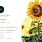 Fields of Gold- Greeting Card