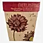 everlasting daisy seed card