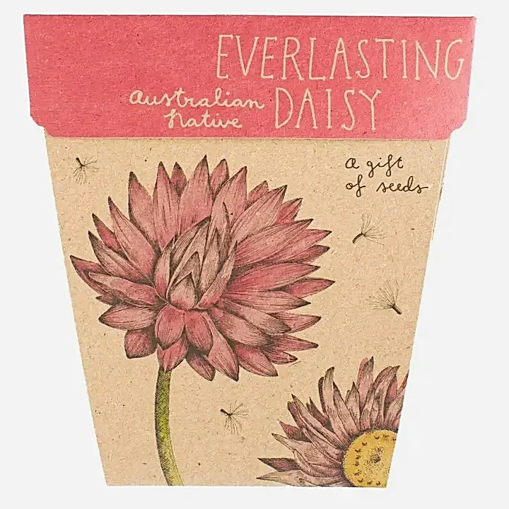 everlasting daisy seed card