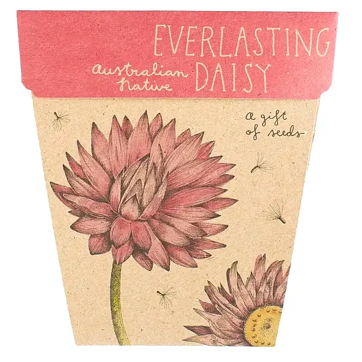 everlasting daisy seed card