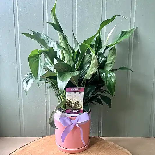peace lily in ceramic pot