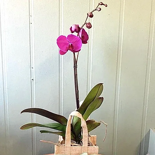 Orchid plant in Jute Bag.